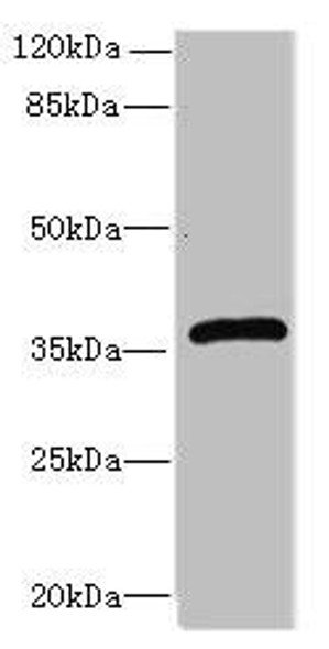 Efnb3 Antibody (PACO26405)