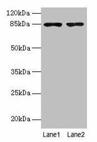 FCHSD2 Antibody (PACO26713)
