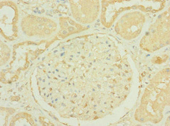 RNASE9 Antibody (PACO29524)