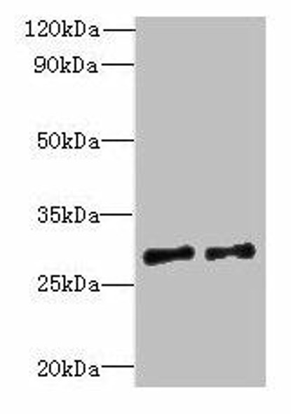 TEX47 Antibody (PACO39730)