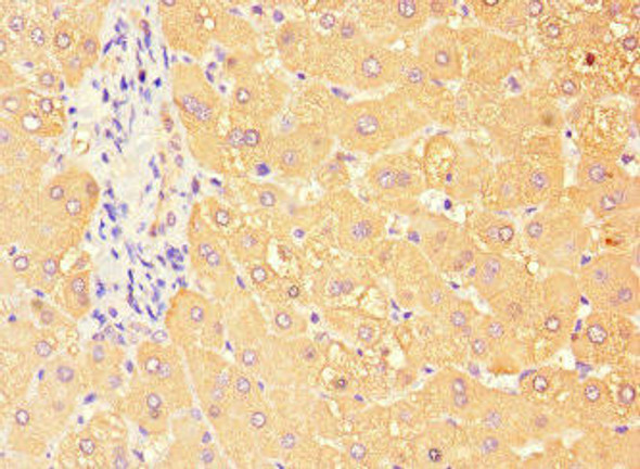 TBC1D7 Antibody (PACO47090)