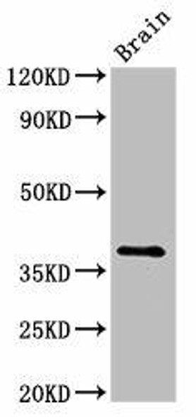 Lum Antibody (PACO48998)