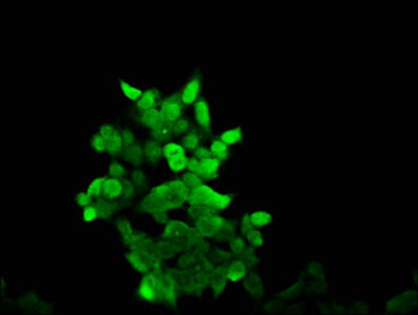 AKAP17A Antibody (PACO49090)