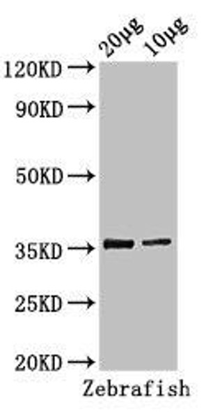 tal1 Antibody (PACO53778)