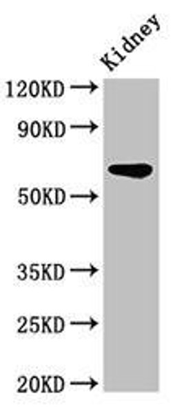 IPP Antibody (PACO54310)