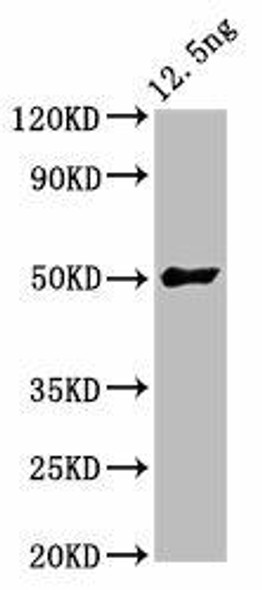 FTL3 Antibody (PACO57028)