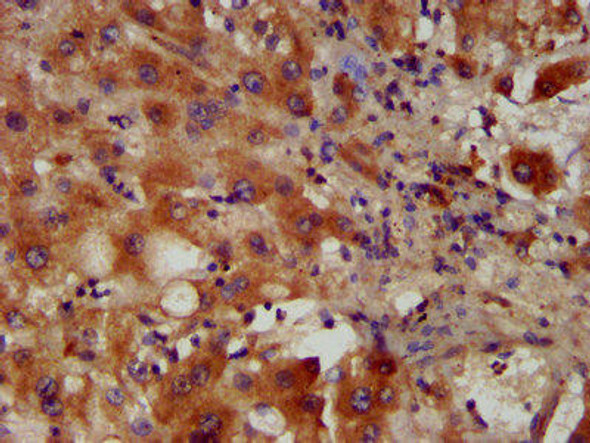 PACS2 Antibody (PACO57908)