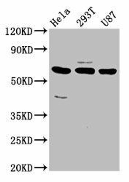 NETO1 Antibody (PACO58348)