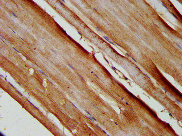 SLC25A37 Antibody (PACO58516)