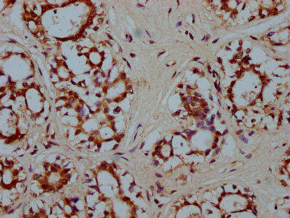 HMX2 Antibody (PACO58789)