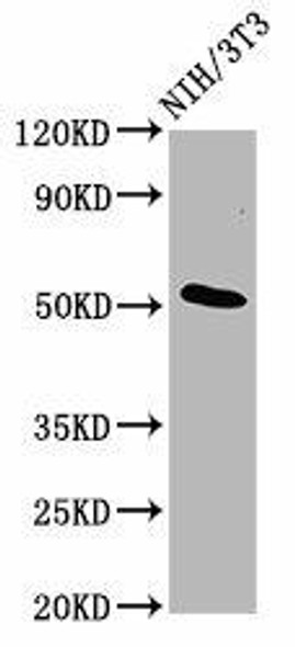 ODR4 Antibody (PACO59117)