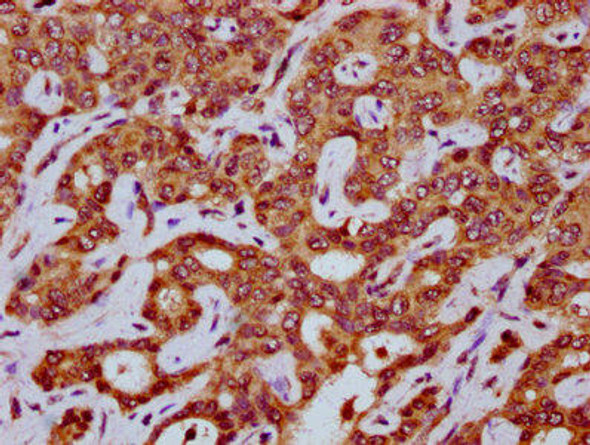 MEGF8 Antibody (PACO59193)