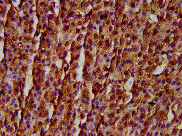 RASSF3 Antibody (PACO59201)