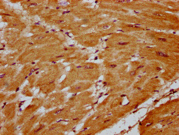 SLC41A1 Antibody (PACO59217)