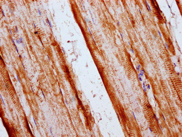 SKA2 Antibody (PACO59253)