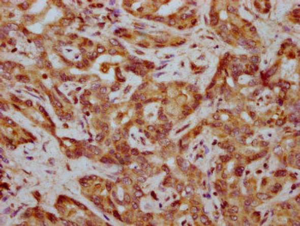 FAM83G Antibody (PACO59720)