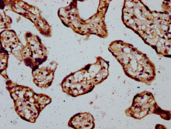 TSPAN12 Antibody (PACO59928)