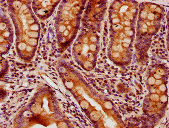 GPR27 Antibody (PACO61229)