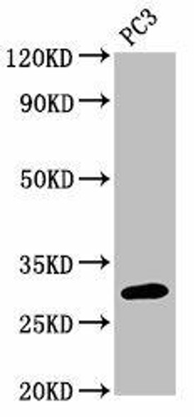 MRO Antibody (PACO61458)