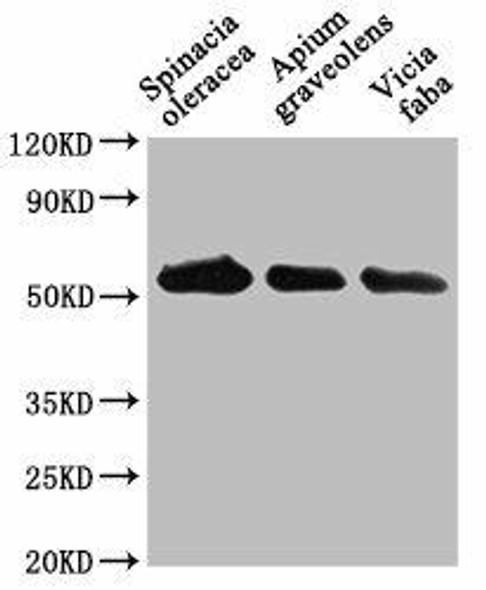 PEX14 Antibody (PACO62095)