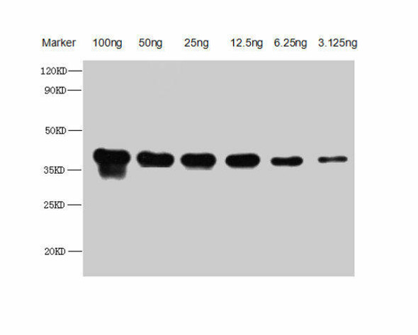 Copper-metallothionein Antibody (PACO63591)