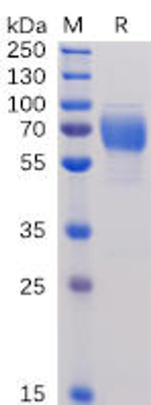 Human 2B4 Recombinant Protein (hFc Tag) (HDPT0089)