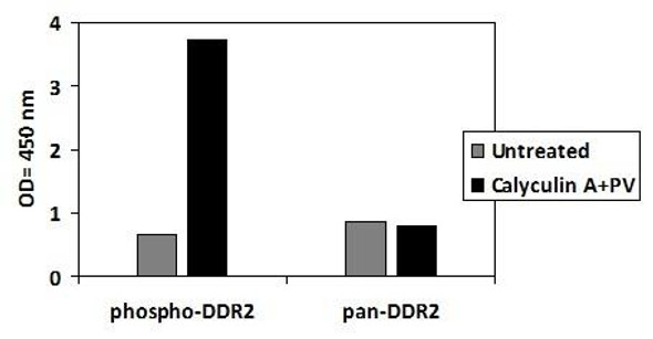 Human Phospho-DDR2 (Tyr740) and Total DDR2 PharmaGenie ELISA Kit (SBRS1786)