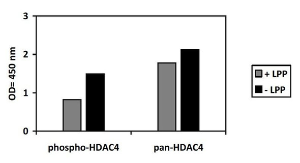 Human Phospho-HDAC4 (S632) and Total HDAC4 PharmaGenie ELISA Kit (SBRS1851)