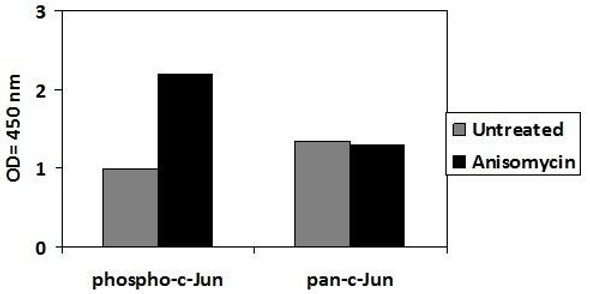 Human/Mouse/Rat Phospho-c-Jun (S63) and Total c-Jun PharmaGenie ELISA Kit (SBRS1875)