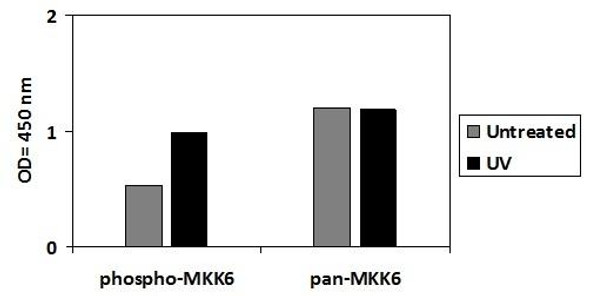 Human/Mouse/Rat Phospho-MKK6 (S207) PharmaGenie ELISA Kit (SBRS1898)