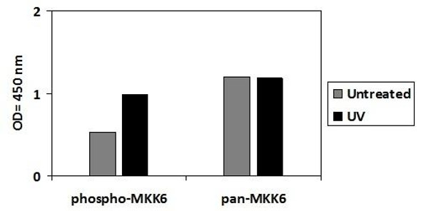 Human/Mouse/Rat Phospho-MKK6 (S207) PharmaGenie ELISA Kit and Total MKK6 PharmaGenie ELISA Kit (SBRS1899)