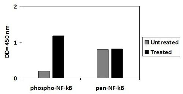 Human/Mouse/Rat Phospho-NF-KB p65 (S536) PharmaGenie ELISA Kit and Total NF-KB p65 (SBRS1912)