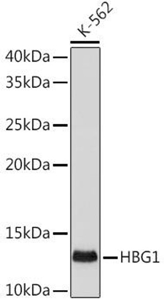 Anti-HBG1 Antibody (CAB0670)