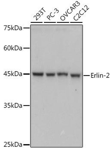 Anti-Erlin-2 Antibody (CAB0781)