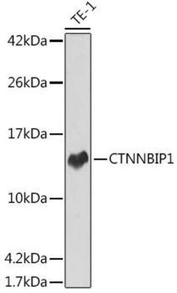 Anti-CTNNBIP1 Antibody (CAB0914)