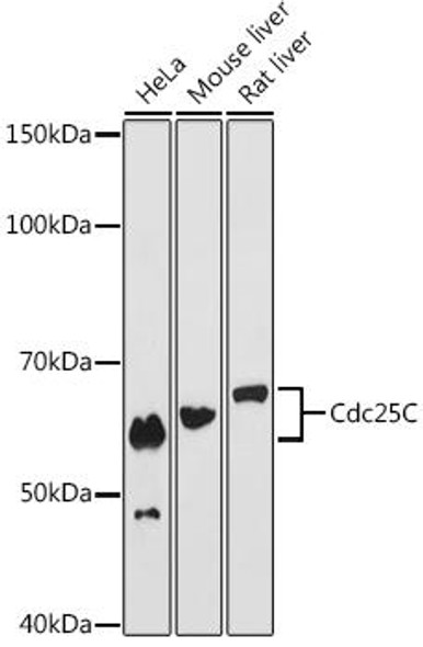 Anti-Cdc25C Antibody (CAB12234)