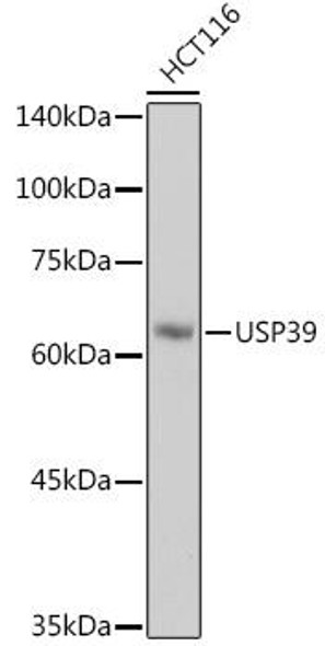 Anti-USP39 Antibody (CAB1393)
