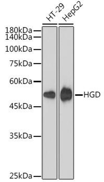 Anti-HGD Antibody (CAB1400)