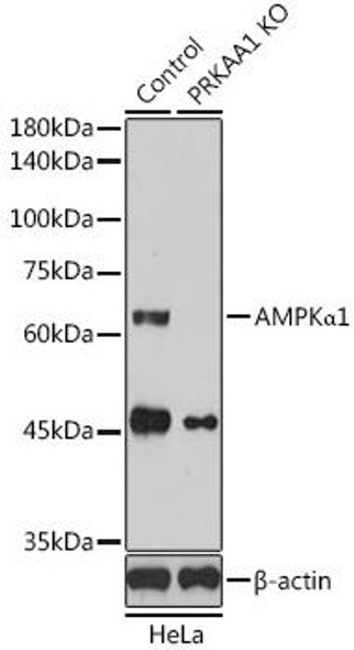 Anti-AMPKalpha1 [KO Validated] Antibody (CAB18855)