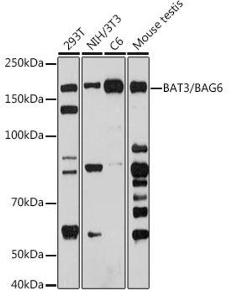 Anti-BAT3/BAG6 Antibody (CAB19231)