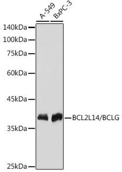 Anti-BCL2L14/BCLG Antibody (CAB19292)