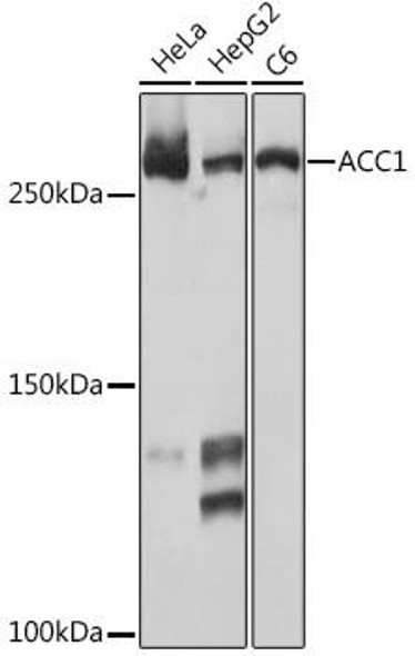 Anti-ACC1 Antibody (CAB19627)