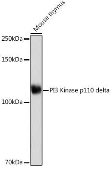 Anti-PI3 Kinase p110 delta Antibody (CAB19742)