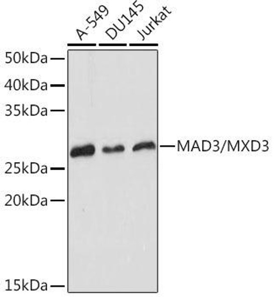 Anti-MAD3/MXD3 Antibody (CAB19807)