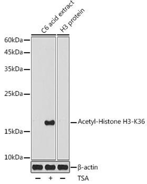Anti-Acetyl-Histone H3-K36 Antibody (CAB20185)