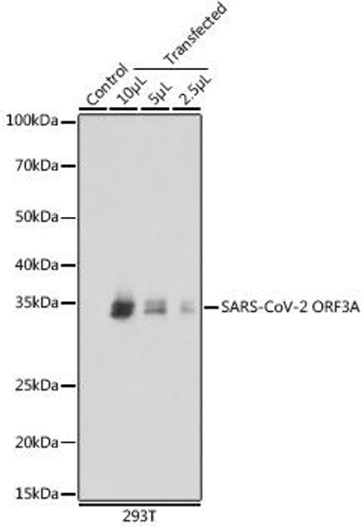 Anti-SARS-CoV-2 ORF3A Antibody (CAB20234)