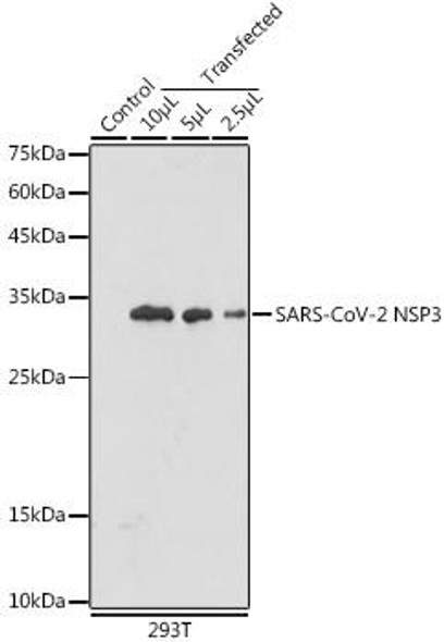 Anti-SARS-CoV-2 NSP3 Antibody (CAB20236)
