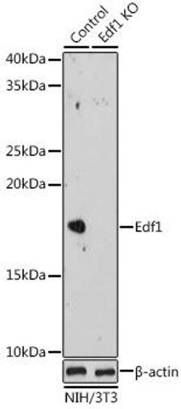 Anti-Edf1 [KO Validated] Antibody (CAB20274)