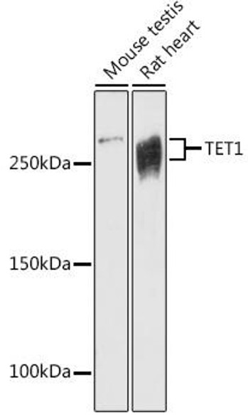 Anti-TET1 Antibody (CAB20427)
