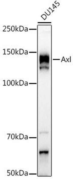 Anti-Axl Antibody (CAB20548)